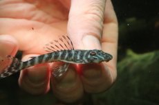 画像2: 【淡水魚】【通販】L-189 Pseudollthoxus kelsorum ワイルド【１匹 サンプル画像】(±6-7cm(生体)(熱帯魚)NKP (2)