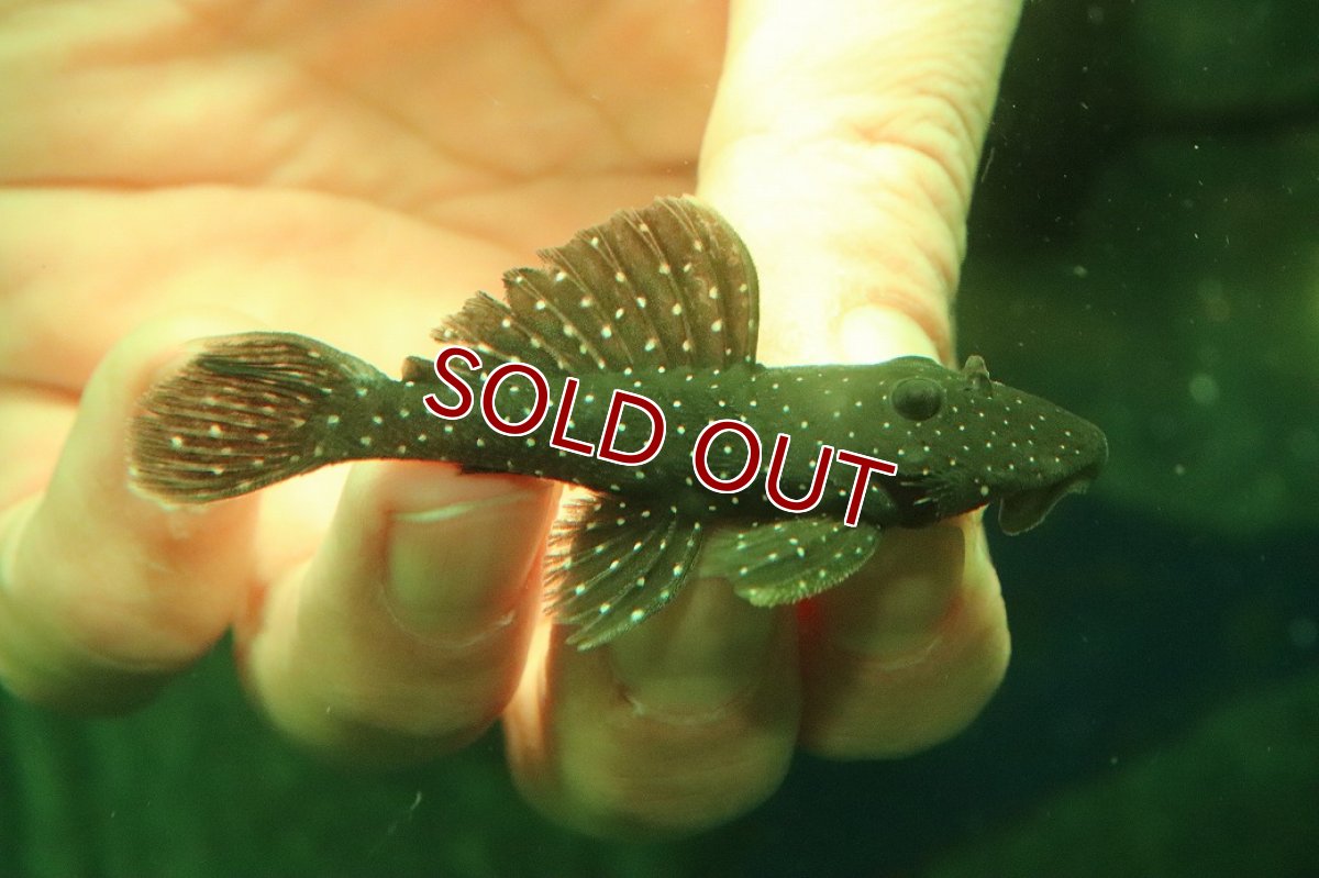 画像1: 【淡水魚】【通販】ペパーミントグローボプレコ ワイルド【１匹 サンプル画像】(±6-7cm)(プレコ)(生体)(熱帯魚)NKP (1)