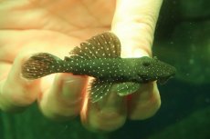 画像1: 【淡水魚】【通販】ペパーミントグローボプレコ ワイルド【１匹 サンプル画像】(±6-7cm)(プレコ)(生体)(熱帯魚)NKP (1)