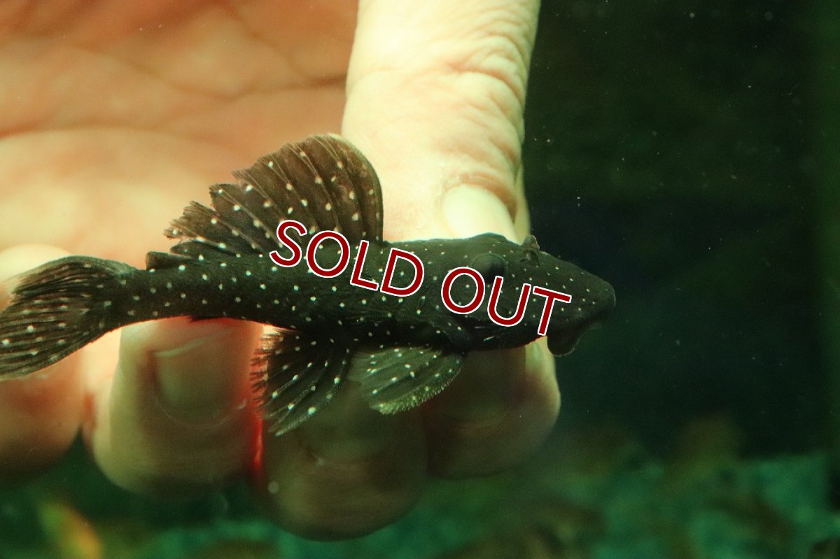 画像2: 【淡水魚】【通販】ペパーミントグローボプレコ ワイルド【１匹 サンプル画像】(±6-7cm)(プレコ)(生体)(熱帯魚)NKP (2)