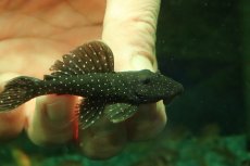 画像2: 【淡水魚】【通販】ペパーミントグローボプレコ ワイルド【１匹 サンプル画像】(±6-7cm)(プレコ)(生体)(熱帯魚)NKP (2)