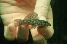 画像1: 【淡水魚】【通販】ポルカドットカイザープレコ ワイルド【１匹 サンプル画像】(±5-6cm)(プレコ)(生体)(熱帯魚)NKP (1)