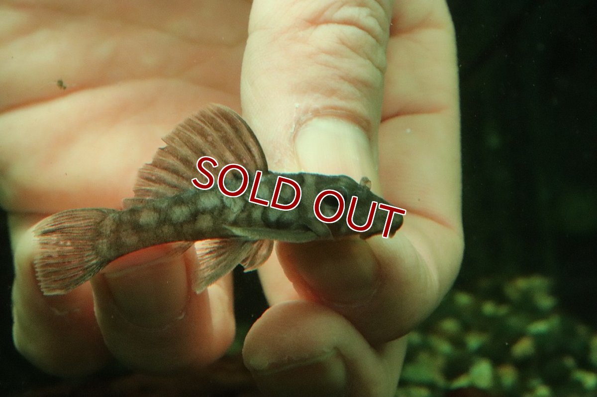画像2: 【淡水魚】【通販】ポルカドットカイザープレコ ワイルド【１匹 サンプル画像】(±5-6cm)(プレコ)(生体)(熱帯魚)NKP (2)