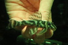 画像1: 【淡水魚】【通販】L-199 ガットタイガープレコ ワイルド【１匹 サンプル画像】(±8cm)(プレコ)(生体)(熱帯魚)NKP (1)