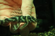 画像2: 【淡水魚】【通販】L-199 ガットタイガープレコ ワイルド【１匹 サンプル画像】(±8cm)(プレコ)(生体)(熱帯魚)NKP (2)