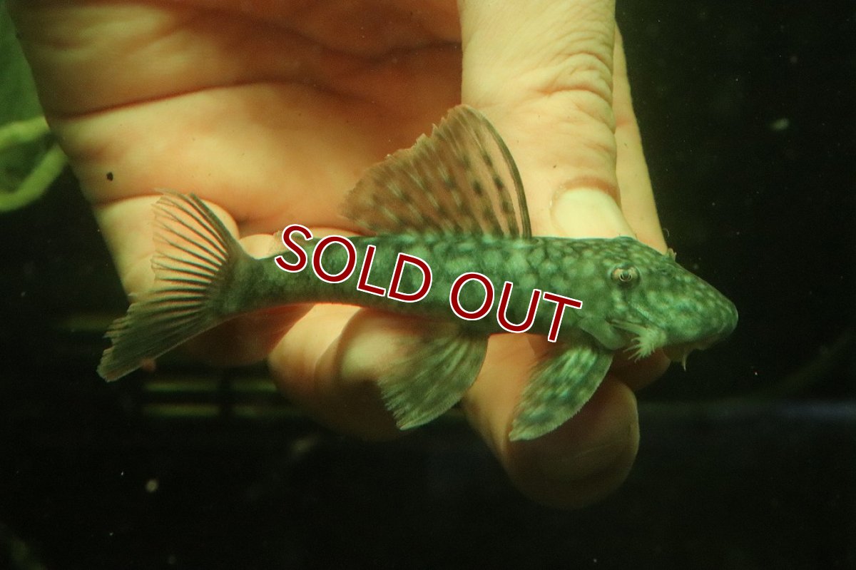 画像1: 【淡水魚】【通販】オレンジシームプレコ ワイルド【１匹 サンプル画像】(±7-8cm)(プレコ)(生体)(熱帯魚)NKP (1)