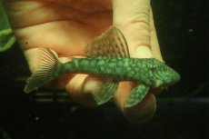 画像1: 【淡水魚】【通販】オレンジシームプレコ ワイルド【１匹 サンプル画像】(±7-8cm)(プレコ)(生体)(熱帯魚)NKP (1)