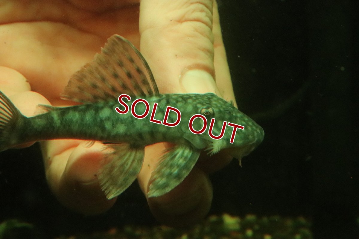 画像2: 【淡水魚】【通販】オレンジシームプレコ ワイルド【１匹 サンプル画像】(±7-8cm)(プレコ)(生体)(熱帯魚)NKP (2)