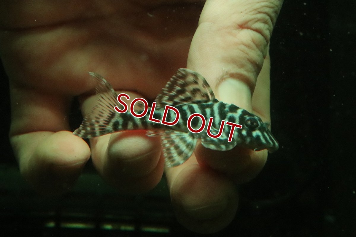 画像1: 【淡水魚】【通販】L-333 ホワイトロイヤルゼブラプレコ ワイルド【１匹 サンプル画像】(±5-6cm)(プレコ)(生体)(熱帯魚)NKP (1)