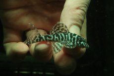 画像1: 【淡水魚】【通販】L-333 ホワイトロイヤルゼブラプレコ ワイルド【１匹 サンプル画像】(±5-6cm)(プレコ)(生体)(熱帯魚)NKP (1)