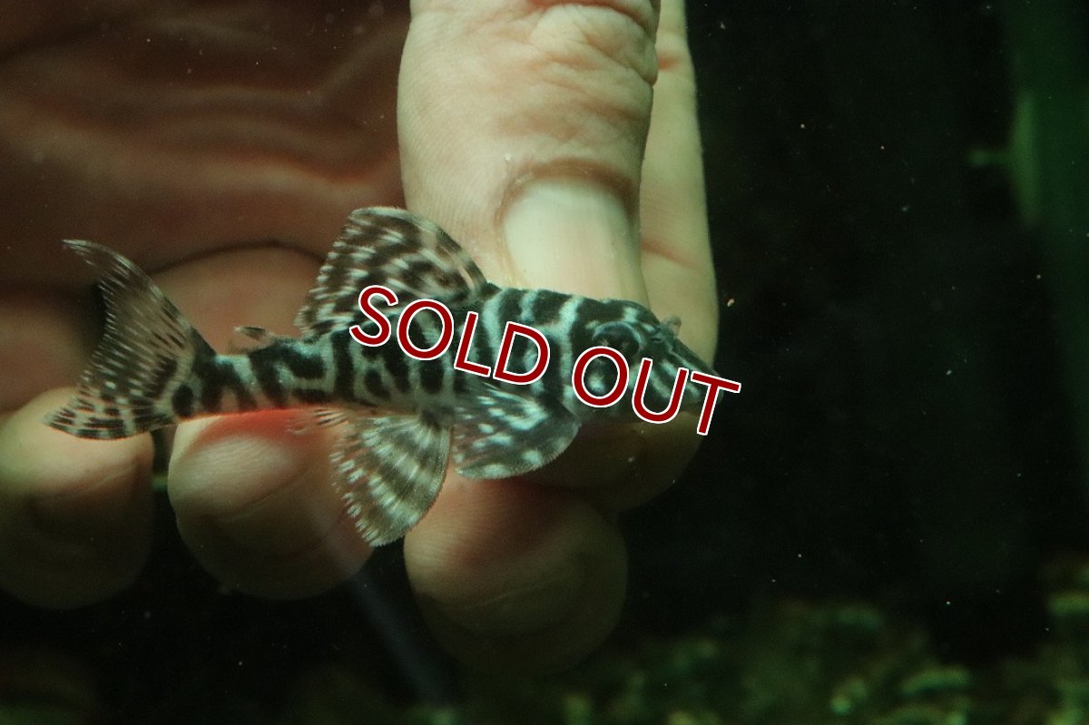 画像2: 【淡水魚】【通販】L-333 ホワイトロイヤルゼブラプレコ ワイルド【１匹 サンプル画像】(±5-6cm)(プレコ)(生体)(熱帯魚)NKP (2)