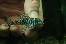 画像2: 【淡水魚】【通販】L-333 ホワイトロイヤルゼブラプレコ ワイルド【１匹 サンプル画像】(±5-6cm)(プレコ)(生体)(熱帯魚)NKP (2)