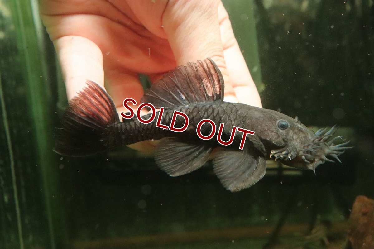 画像1: 【淡水魚】【通販】大きい マツブッシープレコ ワイルド【１匹 サンプル画像】(±10-11cm)(プレコ)(生体)(熱帯魚)NKＰ (1)