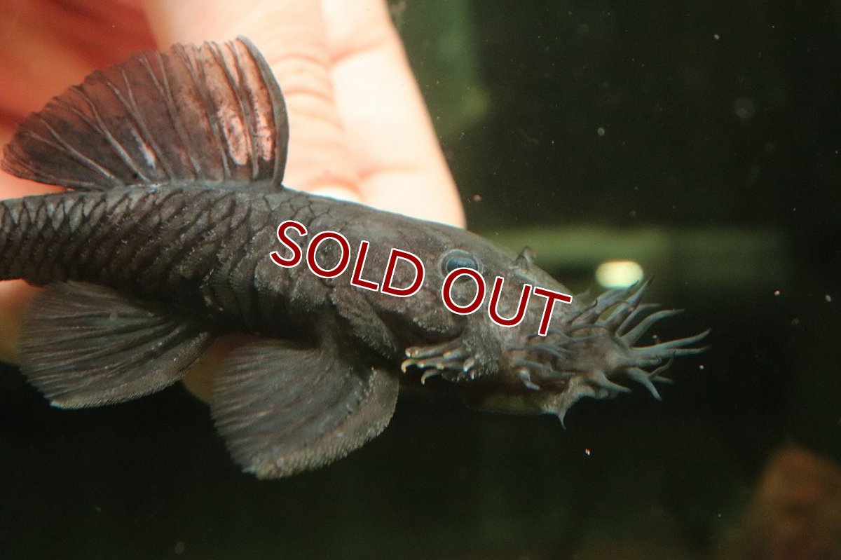 画像2: 【淡水魚】【通販】大きい マツブッシープレコ ワイルド【１匹 サンプル画像】(±10-11cm)(プレコ)(生体)(熱帯魚)NKＰ (2)