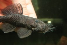 画像2: 【淡水魚】【通販】大きい マツブッシープレコ ワイルド【１匹 サンプル画像】(±10-11cm)(プレコ)(生体)(熱帯魚)NKＰ (2)