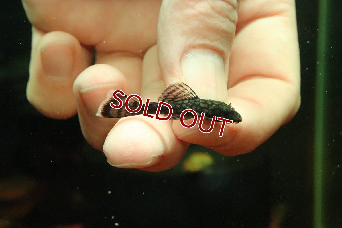 画像1: 【10%OFF対象商品30周年セール】【淡水魚】【通販】ハニーコームブッシー【1匹 サンプル画像】(プレコ)(生体)(熱帯魚)NKP (1)