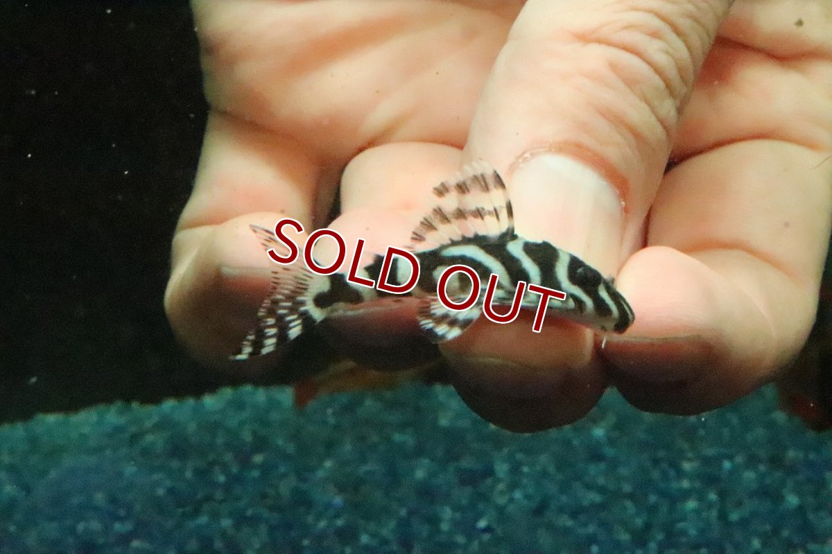 画像2: 【サマーセール クーポンご利用で更に10％OFF対象商品】【淡水魚】【通販】L-173b スーパーインペリアルゼブラプレコ【1匹 サンプル画像】(プレコ)(生体)(熱帯魚)NKP (2)