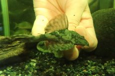 画像1: 【淡水魚】【通販】大特価 スネークスキンプレコ トカンチンス産 ワイルド【1匹 サンプル画像】(±10cm)(プレコ)(生体)(熱帯魚)NKP (1)