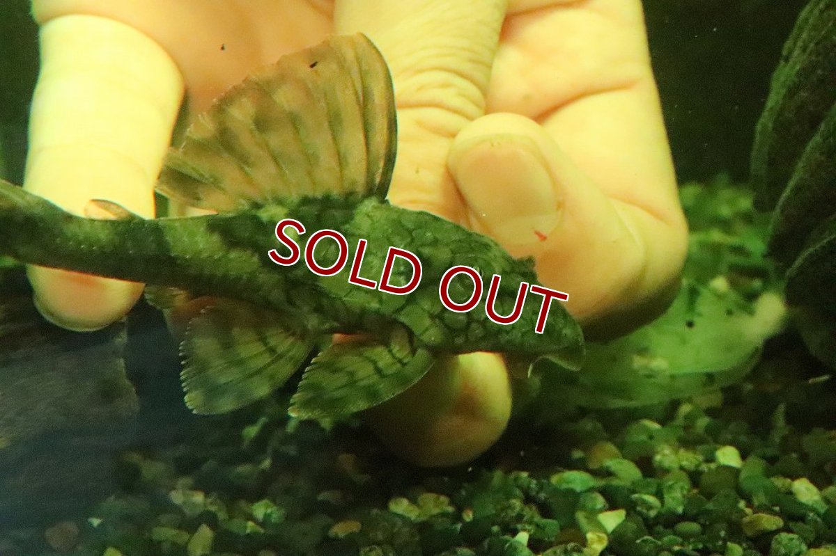 画像2: 【淡水魚】【通販】大特価 スネークスキンプレコ トカンチンス産 ワイルド【1匹 サンプル画像】(±10cm)(プレコ)(生体)(熱帯魚)NKP (2)