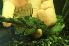 画像2: 【淡水魚】【通販】大特価 スネークスキンプレコ トカンチンス産 ワイルド【1匹 サンプル画像】(±10cm)(プレコ)(生体)(熱帯魚)NKP (2)