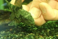 画像3: 【淡水魚】【通販】大特価 スネークスキンプレコ トカンチンス産 ワイルド【1匹 サンプル画像】(±10cm)(プレコ)(生体)(熱帯魚)NKP (3)