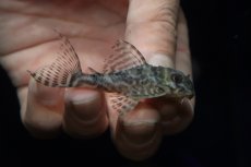 画像1: 【淡水魚】【通販】激安 キングロイヤルペコルティア【1匹 サンプル画像】(±5-6cm)(プレコ)(生体)(熱帯魚)NKP (1)