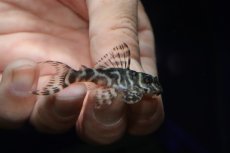 画像2: 【淡水魚】【通販】激安 キングロイヤルペコルティア【1匹 サンプル画像】(±5-6cm)(プレコ)(生体)(熱帯魚)NKP (2)