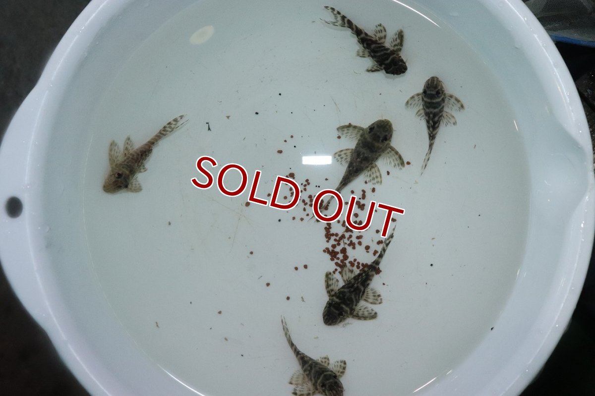 画像3: 【淡水魚】【通販】激安 キングロイヤルペコルティア【1匹 サンプル画像】(±5-6cm)(プレコ)(生体)(熱帯魚)NKP (3)