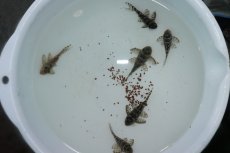画像3: 【淡水魚】【通販】激安 キングロイヤルペコルティア【1匹 サンプル画像】(±5-6cm)(プレコ)(生体)(熱帯魚)NKP (3)