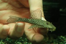 画像1: 【淡水魚】【通販】激安 ヒポストムス sp ジャガー セアラ産 ワイルド【１匹 サンプル画像】(±7cm)(プレコ)(生体)(熱帯魚)NKP (1)