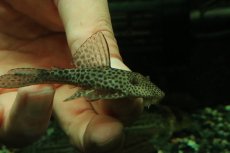 画像2: 【淡水魚】【通販】激安 ヒポストムス sp ジャガー セアラ産 ワイルド【１匹 サンプル画像】(±7cm)(プレコ)(生体)(熱帯魚)NKP (2)
