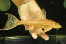 画像1: 【淡水魚】【通販】大特価 大きめ ゴールデンサッカープレコ【1匹 サンプル画像】(±17-19cm)(プレコ)(生体)(熱帯魚)NKP (1)