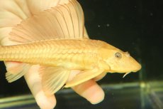 画像2: 【淡水魚】【通販】大特価 大きめ ゴールデンサッカープレコ【1匹 サンプル画像】(±17-19cm)(プレコ)(生体)(熱帯魚)NKP (2)