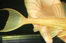 画像3: 【淡水魚】【通販】大特価 大きめ ゴールデンサッカープレコ【1匹 サンプル画像】(±17-19cm)(プレコ)(生体)(熱帯魚)NKP (3)
