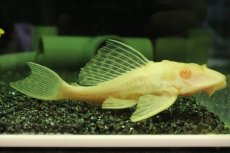画像1: 【淡水魚】【通販】大きめ アルビノセルフィンプレコ【1匹 サンプル画像】(±12-14cm)(プレコ)(生体)(熱帯魚)NKP (1)