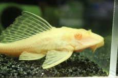 画像2: 【淡水魚】【通販】大きめ アルビノセルフィンプレコ【1匹 サンプル画像】(±12-14cm)(プレコ)(生体)(熱帯魚)NKP (2)