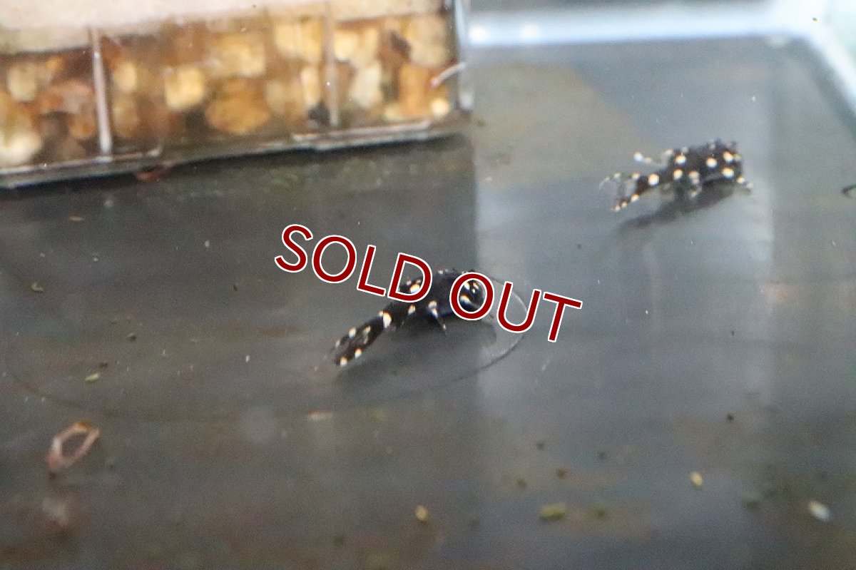 画像2: 【淡水魚】【通販】アグアプレコ【1匹 サンプル画像】(±5-7cm)（生体）【プレコ】（熱帯魚）NKP (2)