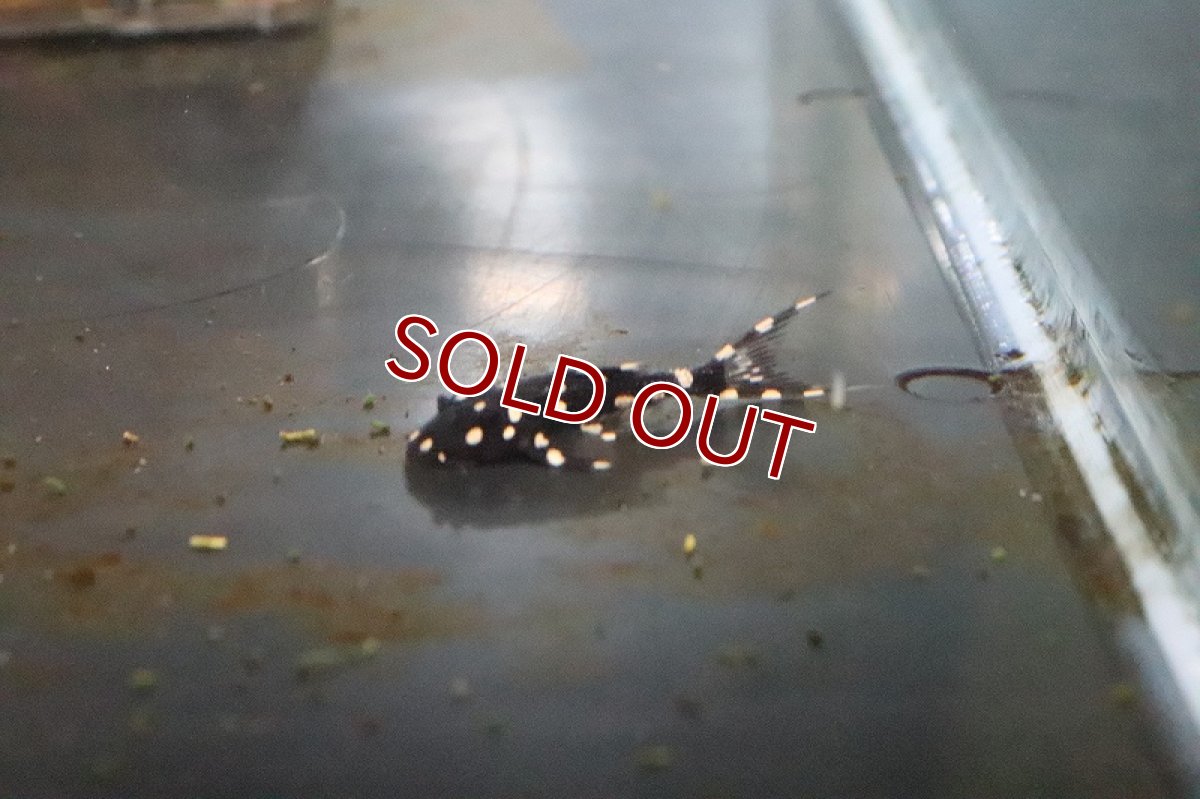 画像4: 【淡水魚】【通販】アグアプレコ【1匹 サンプル画像】(±5-7cm)（生体）【プレコ】（熱帯魚）NKP (4)