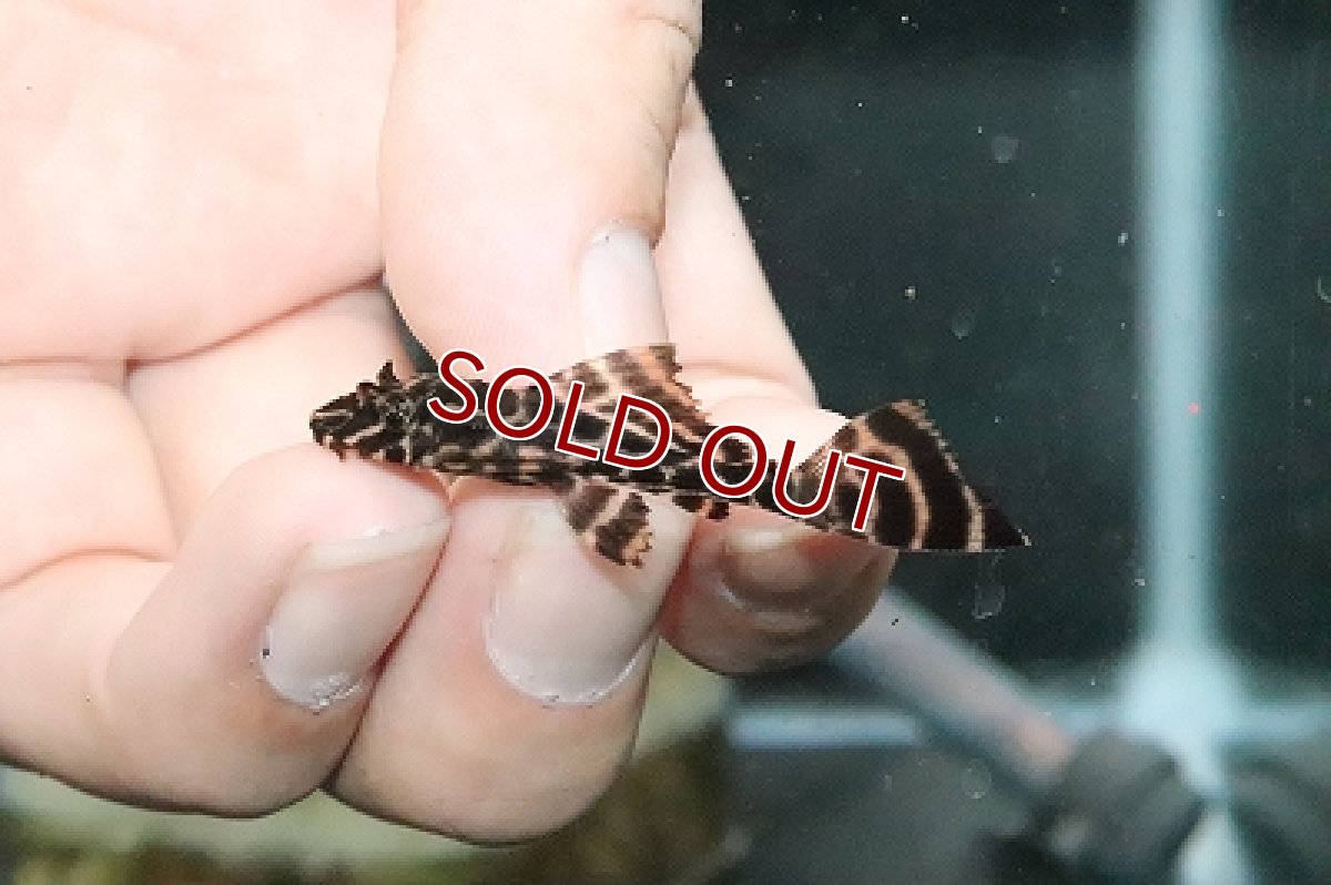 画像2: 【淡水魚】【通販】ドラゴンボルダード パライナーバ産 ワイルド【1匹 サンプル画像】(±4cm)（生体）【プレコ】（熱帯魚）NKP (2)