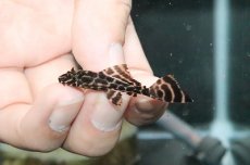 画像2: 【淡水魚】【通販】ドラゴンボルダード パライナーバ産 ワイルド【1匹 サンプル画像】(±4cm)（生体）【プレコ】（熱帯魚）NKP (2)