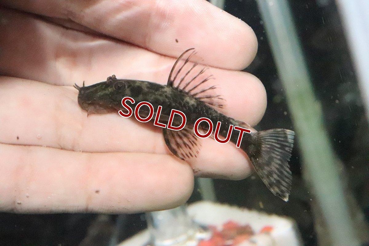 画像1: 【淡水魚】【通販】レア種 ブッシープレコ パンタナール産 ワイルド 6-7cm【1匹】（生体）【プレコ】（熱帯魚）NKP (1)