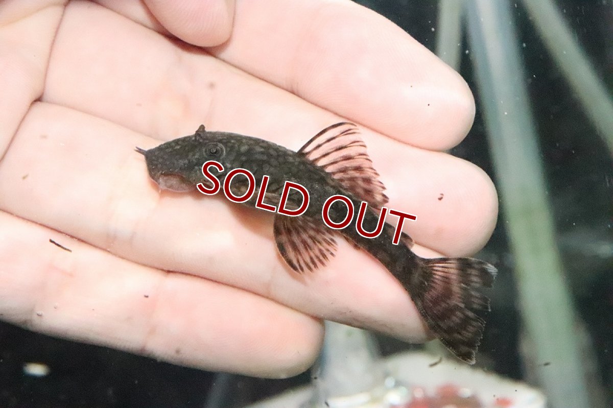 最高かつ最も包括的な淡水エイ 小型 最高の花の画像