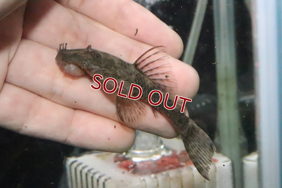 画像3: 【淡水魚】レア種 ブッシープレコ パンタナール産 ワイルド 6-7cm【1匹】（生体）【プレコ】（熱帯魚）NKP (3)