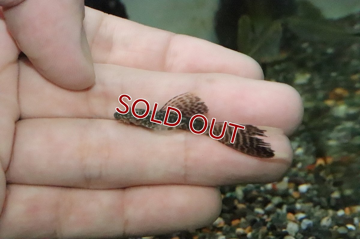 画像2: 【淡水魚】【通販】ロングフィンミニブッシープレコ【1匹 サンプル画像】（生体）【プレコ】（熱帯魚）NKP (2)