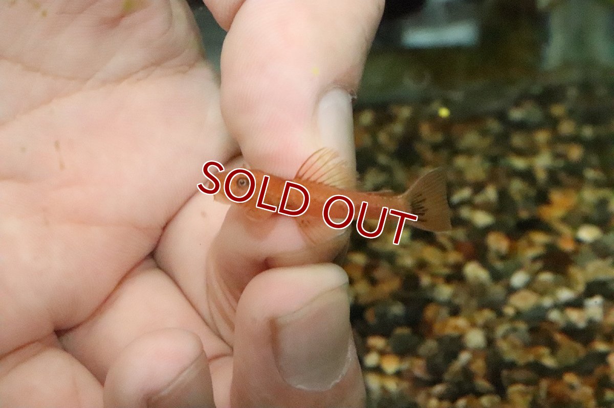 画像1: 【淡水魚】【通販】スーパーレッドブッシープレコ【1匹 サンプル画像】（生体）【プレコ】（熱帯魚）NKP (1)