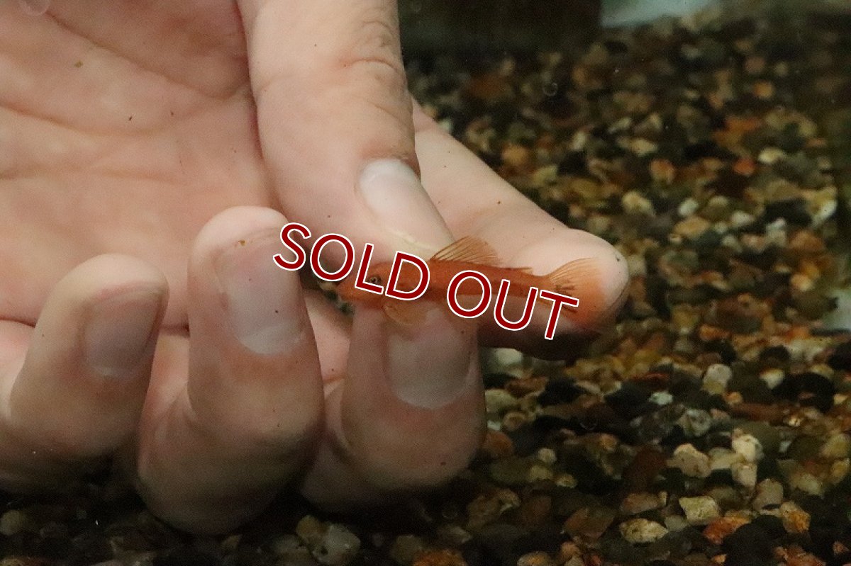 画像2: 【淡水魚】【通販】スーパーレッドブッシープレコ【1匹 サンプル画像】（生体）【プレコ】（熱帯魚）NKP (2)