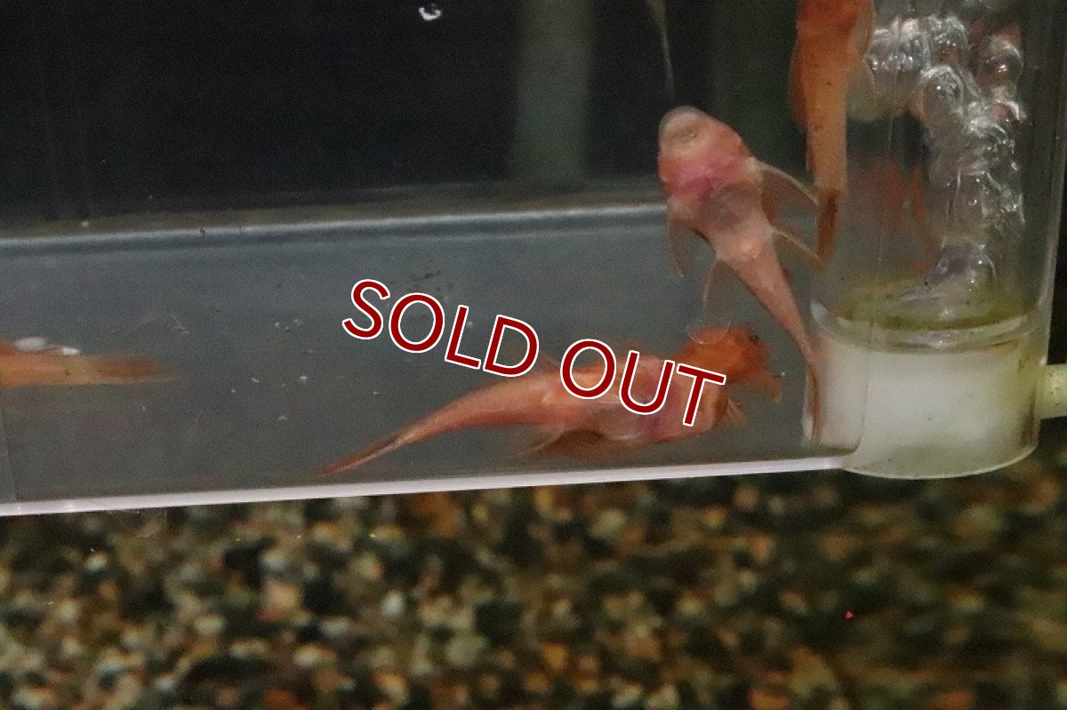 画像3: 【淡水魚】【通販】スーパーレッドブッシープレコ【1匹 サンプル画像】（生体）【プレコ】（熱帯魚）NKP (3)