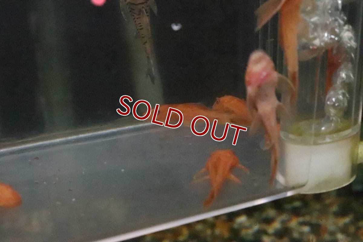 画像4: 【淡水魚】【通販】スーパーレッドブッシープレコ【1匹 サンプル画像】（生体）【プレコ】（熱帯魚）NKP (4)