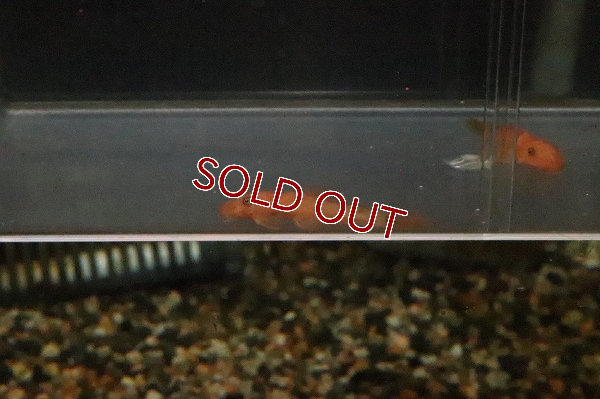 画像5: 【淡水魚】【通販】スーパーレッドブッシープレコ【1匹 サンプル画像】（生体）【プレコ】（熱帯魚）NKP (5)