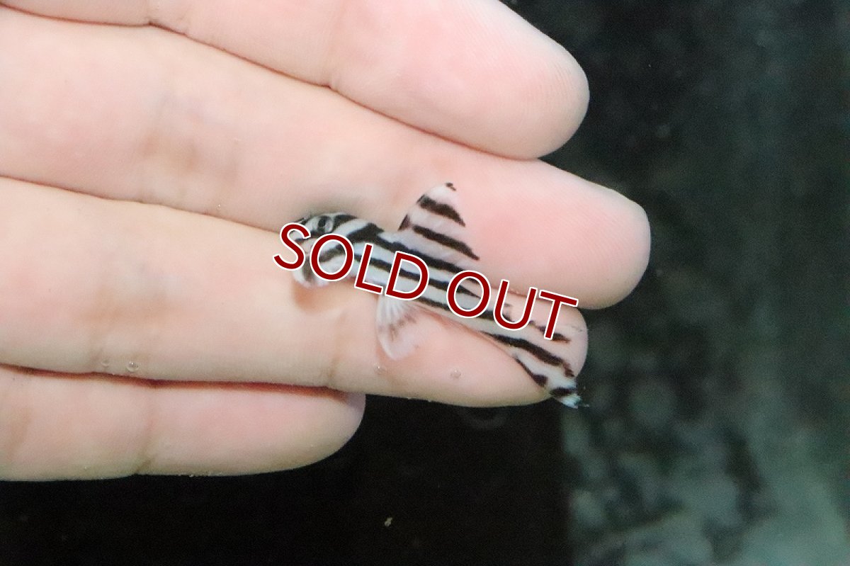 画像1: 【淡水魚】【通販】インペリアルゼブラプレコ【1匹 サンプル画像】(±3cm)（生体）【プレコ】（熱帯魚）NKP (1)